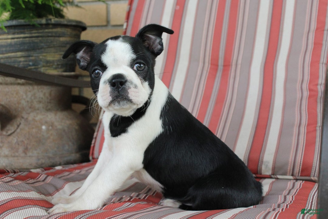 Frenchton dogs for sale: Pontiac - Image 5