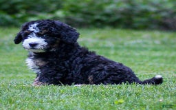 Mini Bernedoodle dogs for sale: Ozzy - Image 13