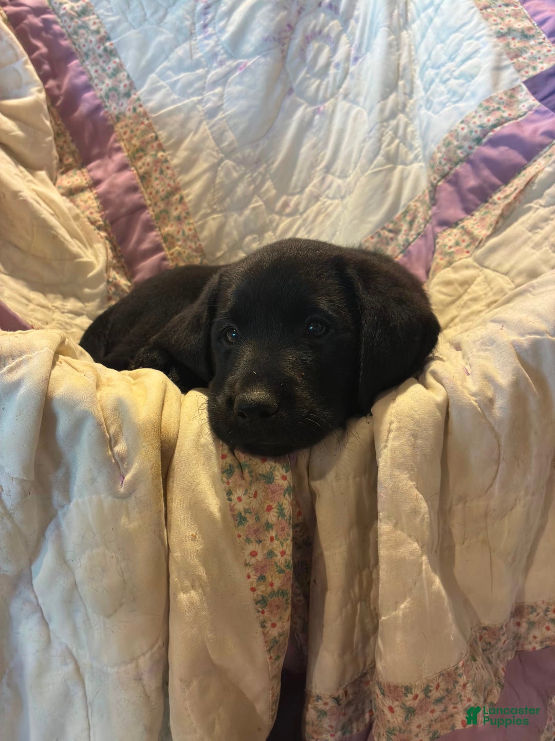 Labrador Retriever dogs for sale: Leo - Image 2