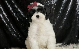 Cavapoo dogs for sale: Crasher - Image 2