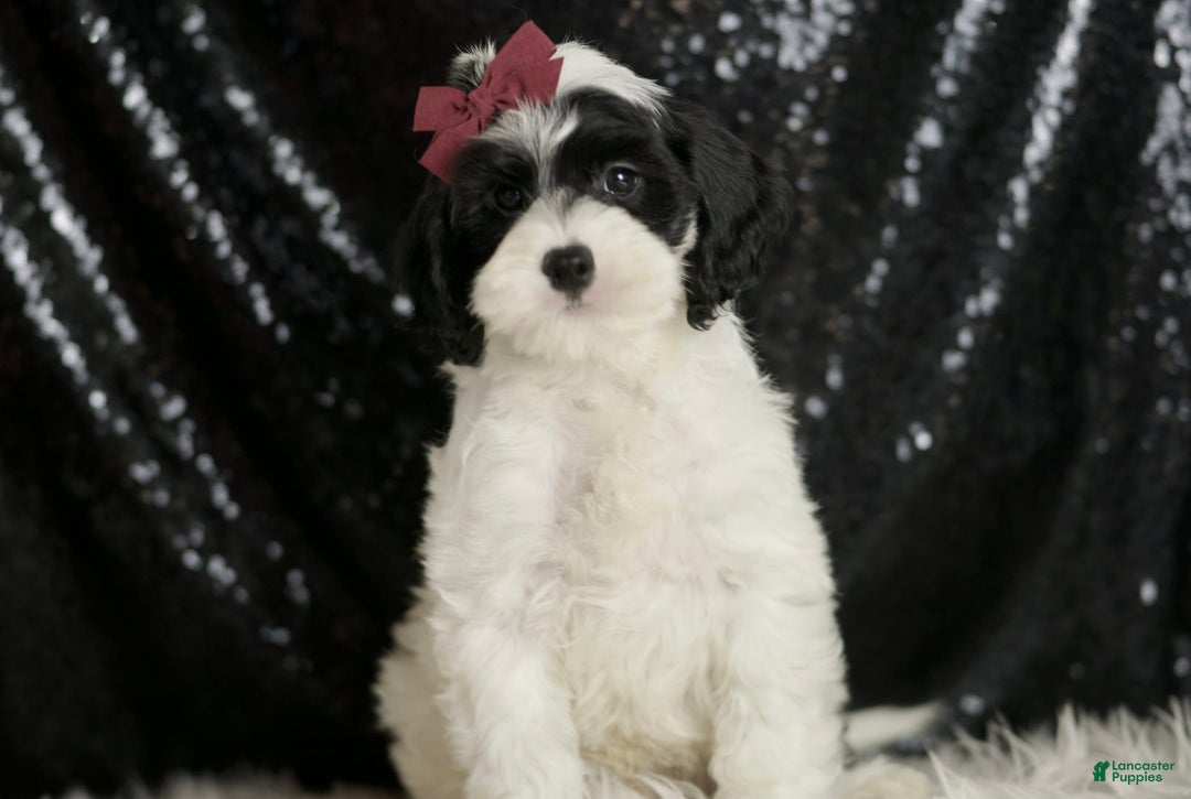 Cavapoo dogs for sale: Crasher - Image 2