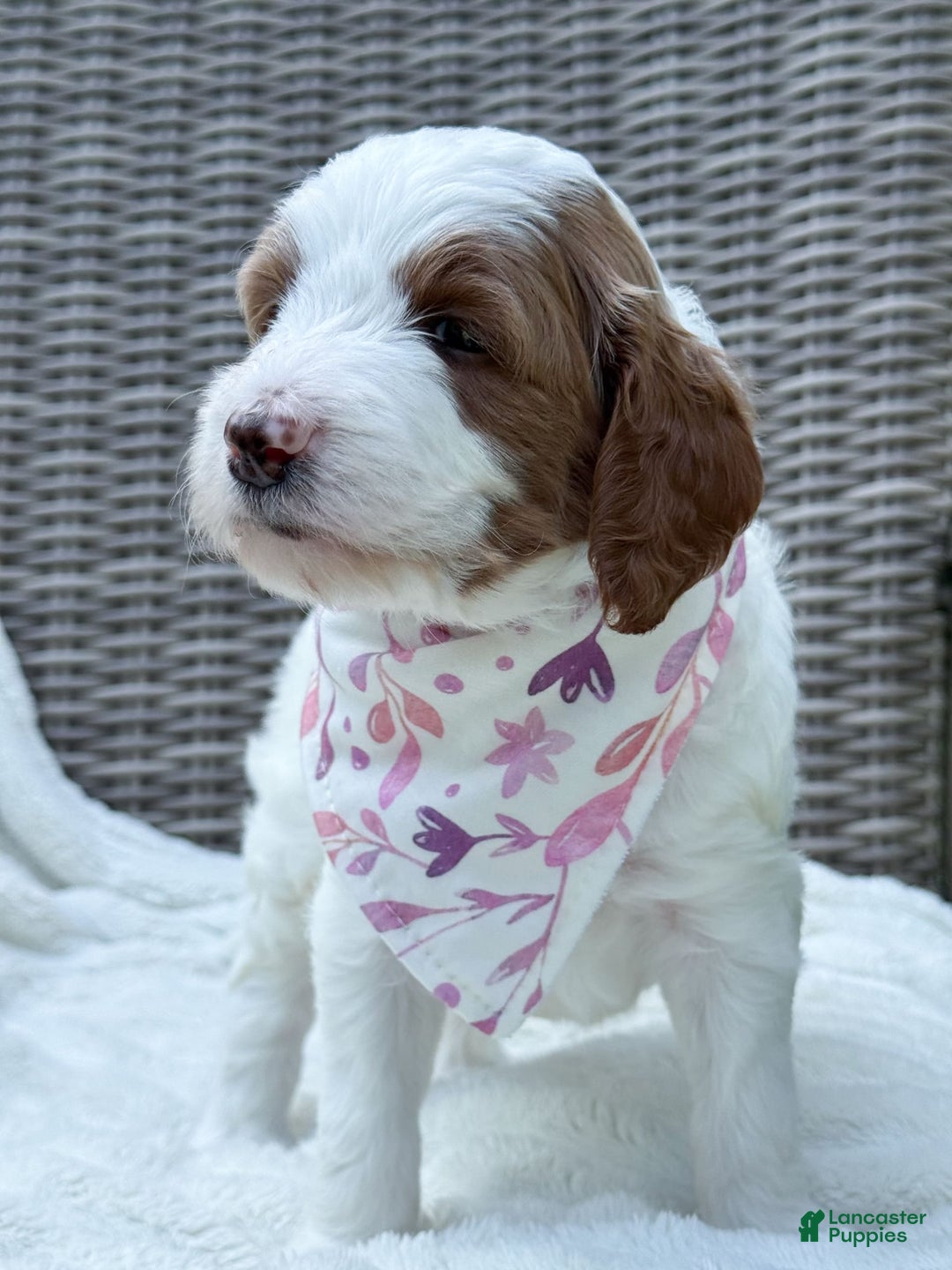 Goldendoodle dogs for sale: Alice - Image 11
