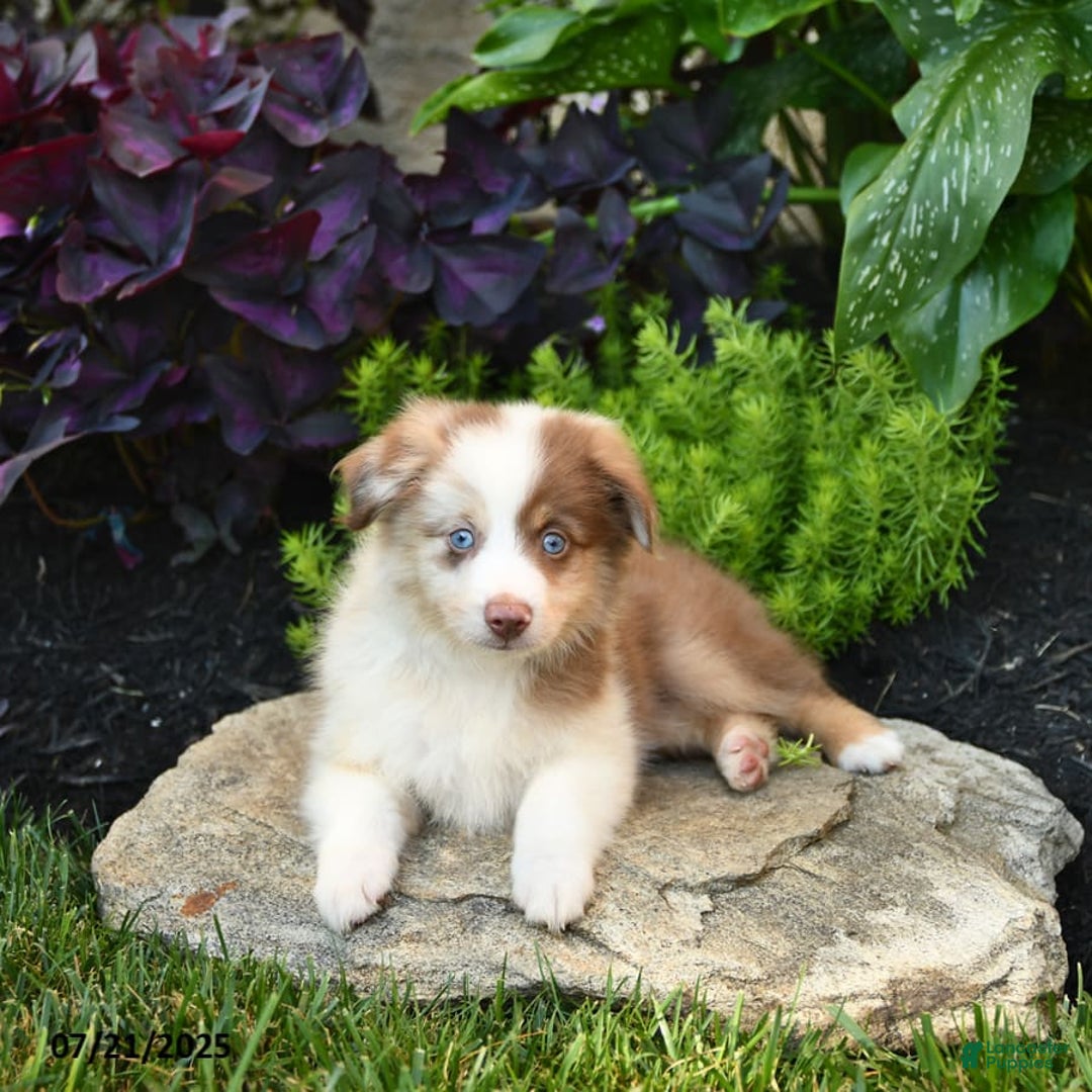 Miniature Australian Shepherd dogs for sale: Champion - Image 4