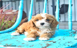 Cavapoo dogs for sale: Ally - Image 2