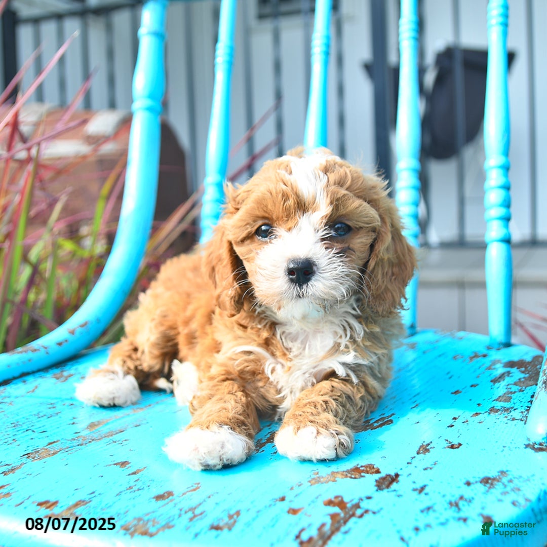 Cavapoo dogs for sale: Ally - Image 2