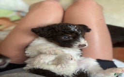 Labradoodle dogs for sale: Puppy 1 - Image 7