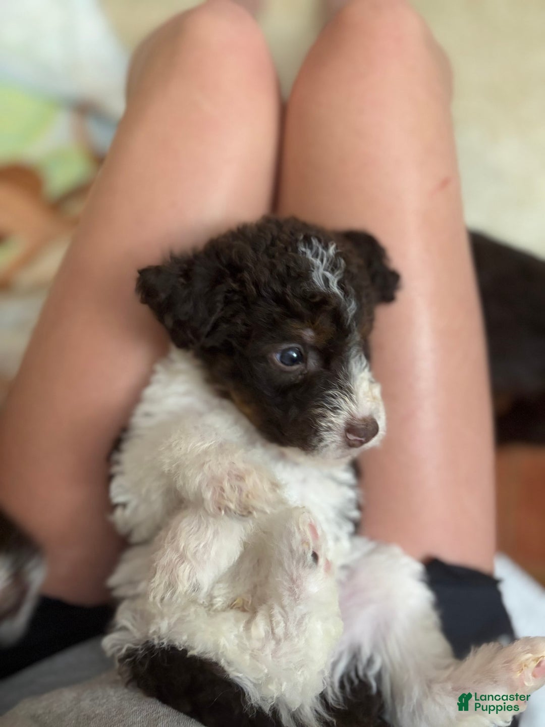 Labradoodle dogs for sale: Puppy 1 - Image 7