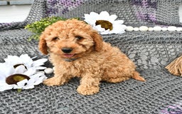Cavapoo dogs for sale: Caramel - Image 7