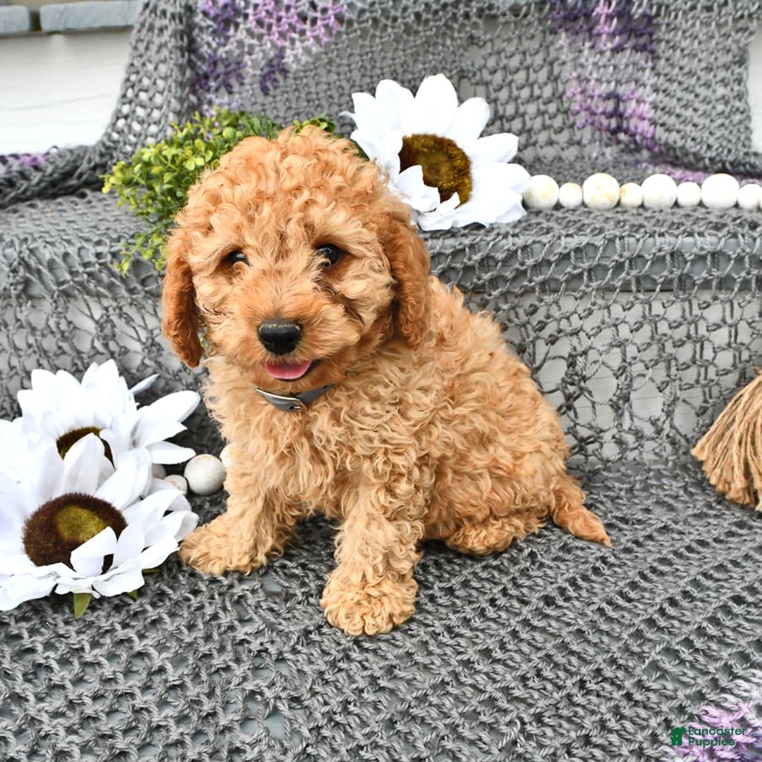 Cavapoo dogs for sale: Caramel - Image 7