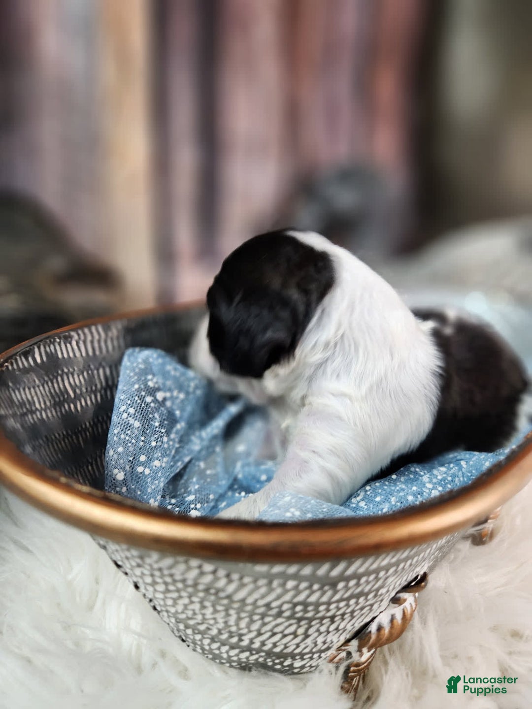 English Springer Spaniel dogs for sale: Blackberry - Image 4