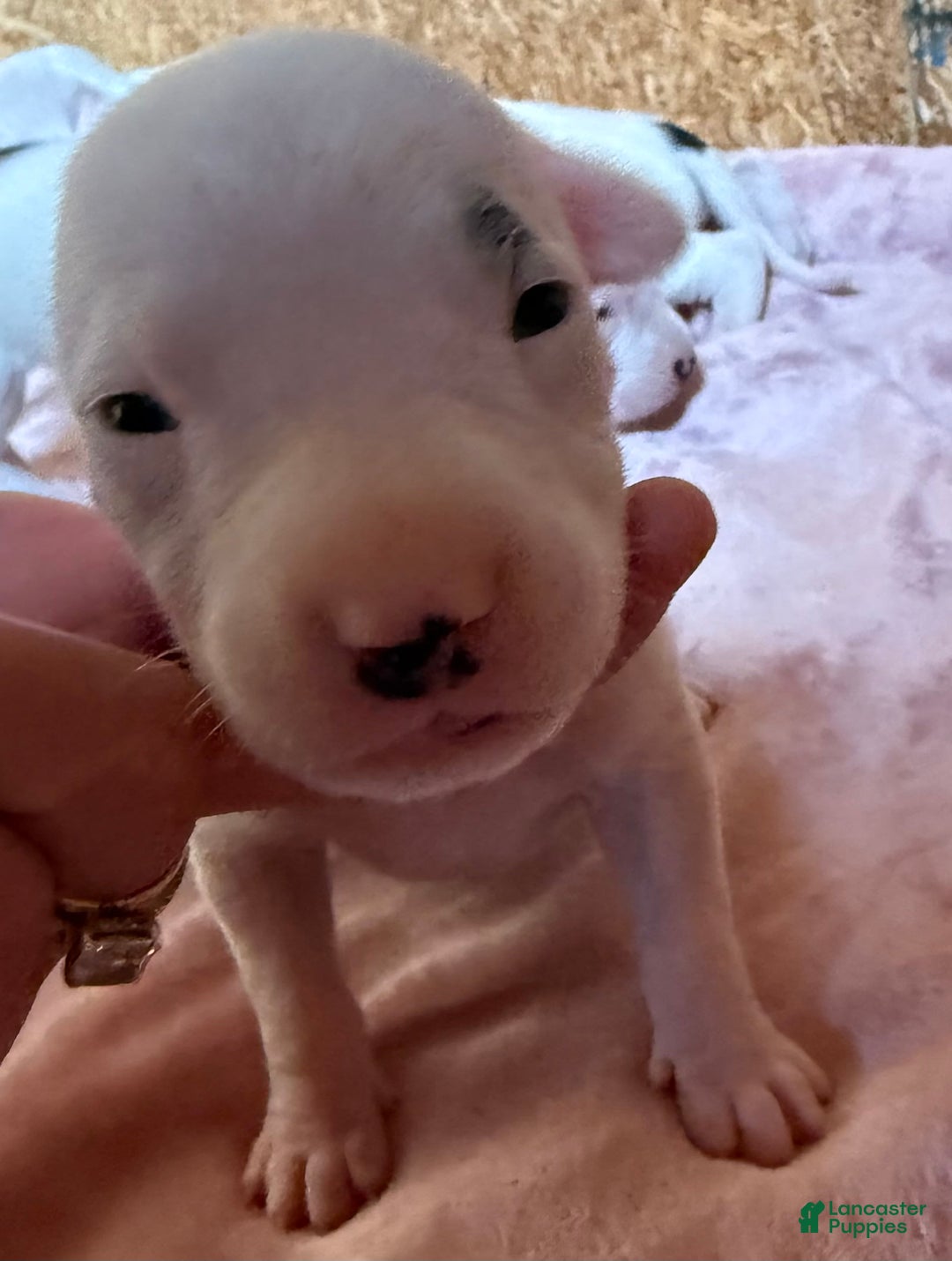 Dogo Argentino dogs for sale: M4 - Image 4