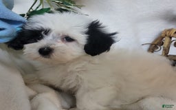 Havapoo dogs for sale: Kiku - Image 2