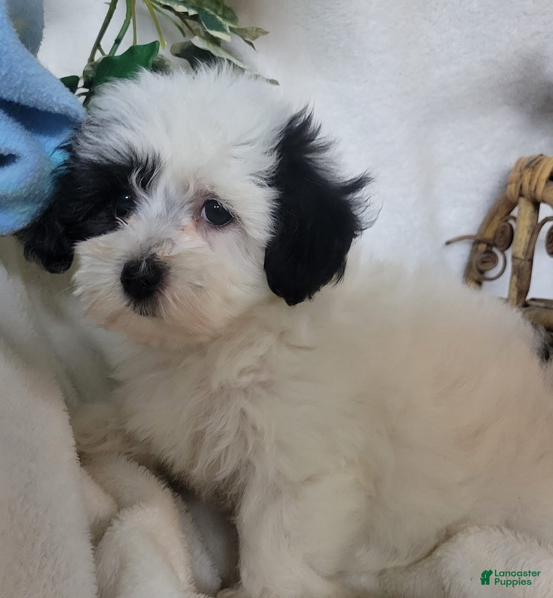 Havapoo dogs for sale: Kiku - Image 2
