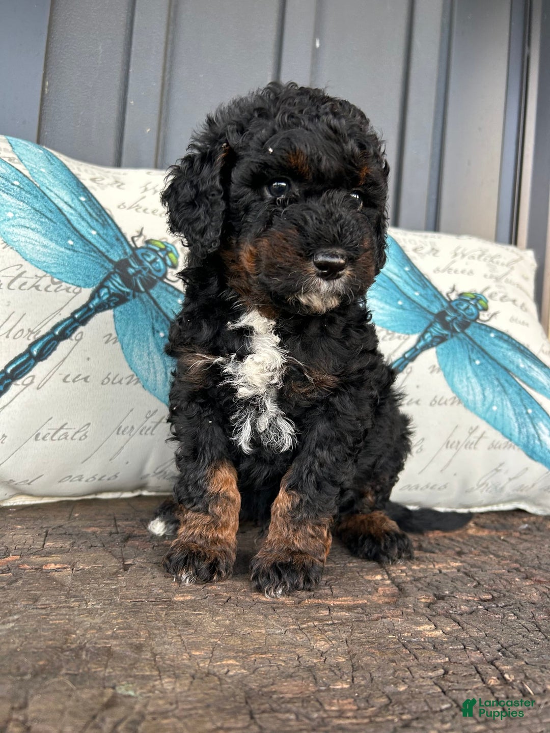 Aussiedoodle dogs for sale: Ash - Image 2