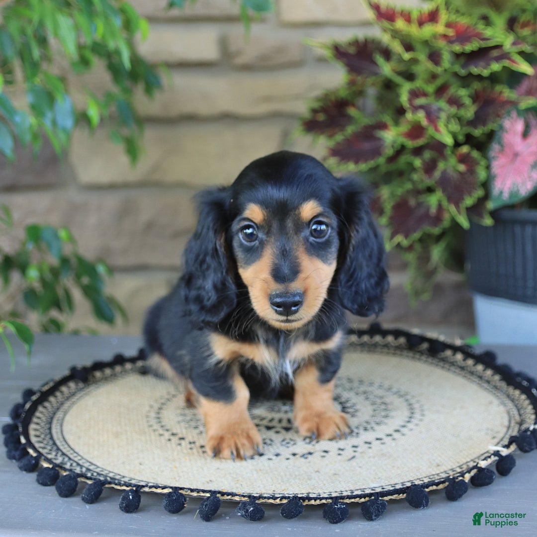 Miniature Dachshund dogs for sale: Louie - Image 4