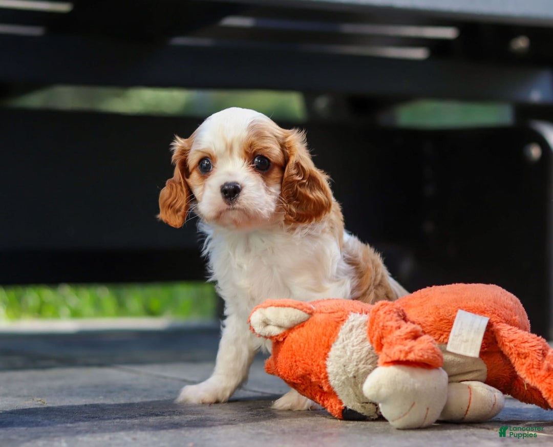 Cavalier King Charles Spaniel dogs for sale: Charlie - Image 2