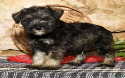 Miniature Schnauzer dogs for sale: Tinker - Image 4
