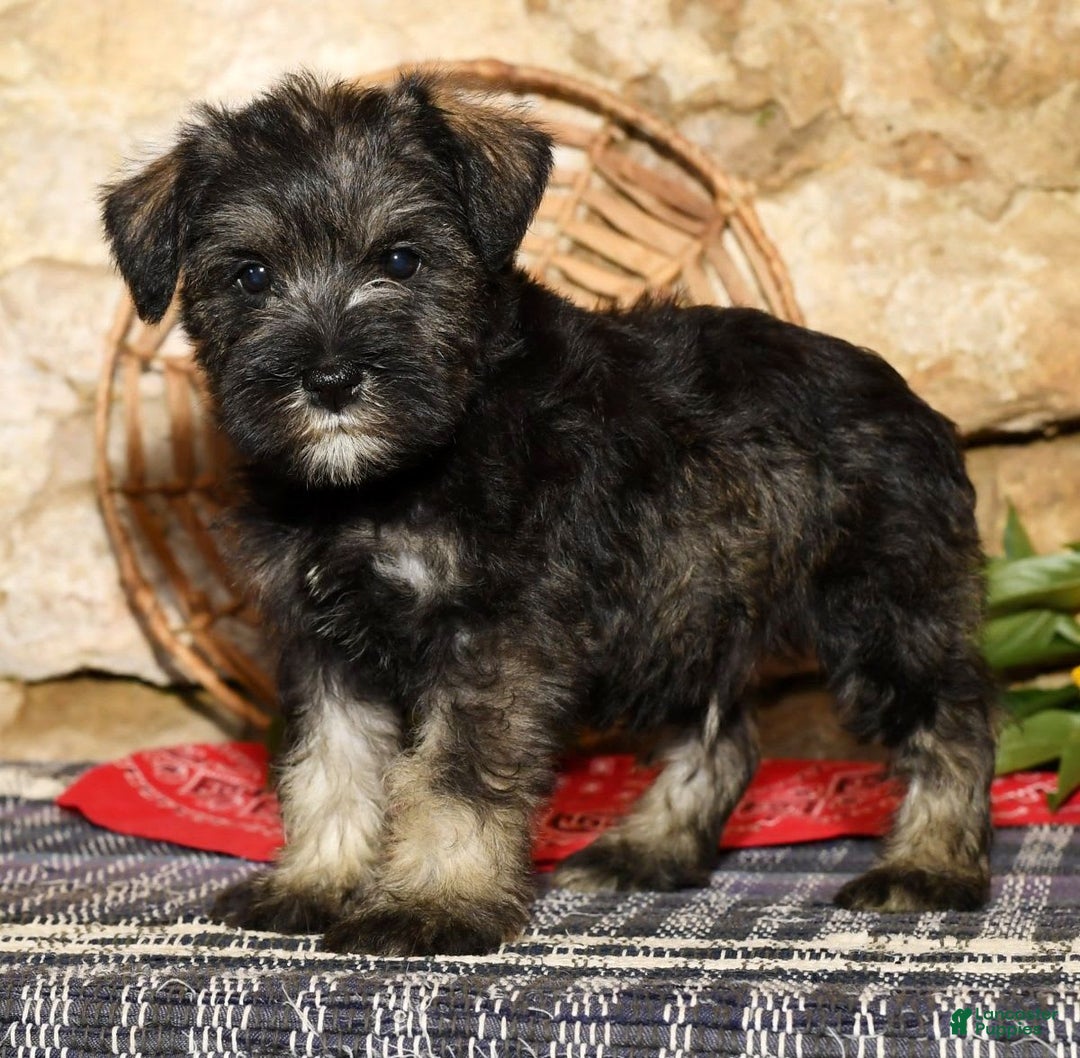 Miniature Schnauzer dogs for sale: Tinker - Image 4