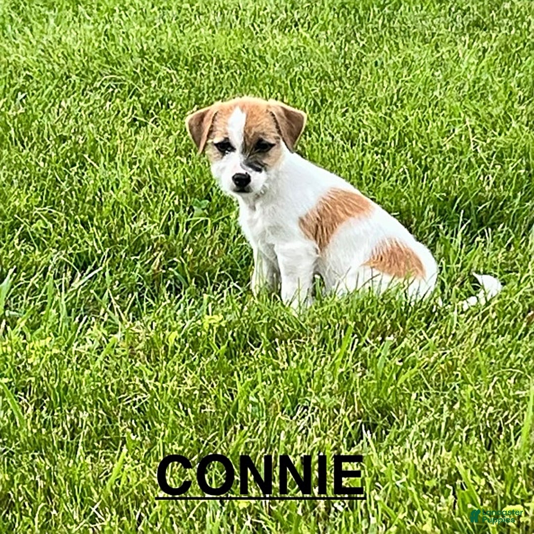 Shih Tzu dogs for sale: Connie - Image 1