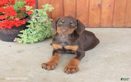 Doberman Pinscher dogs for sale: Dolly - Image 4