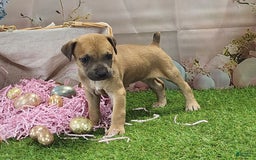 Catahoula Leopard Dog dogs for sale: Goldie 2025 F3 - Image 9