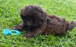 Shih Tzu dogs for sale: Kaylee - Image 9