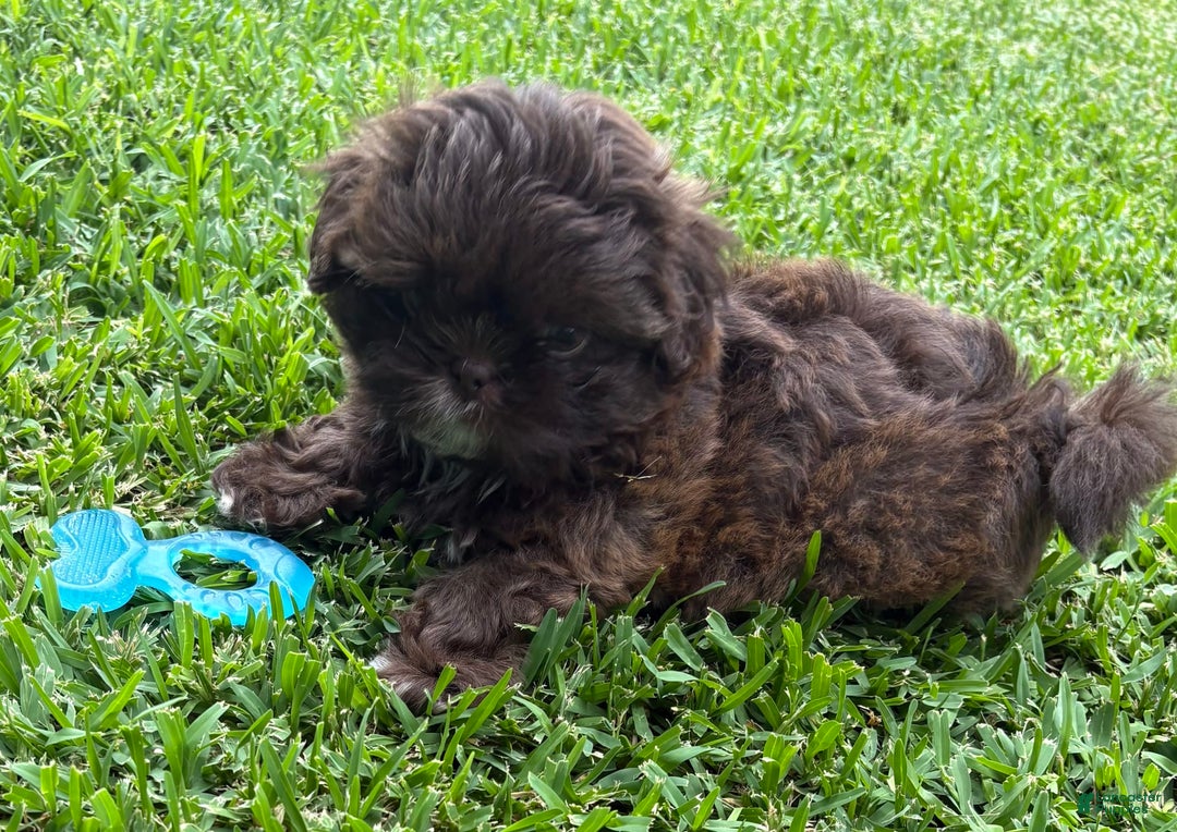 Shih Tzu dogs for sale: Kaylee - Image 9