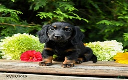 Miniature Dachshund dogs for sale: Espresso - Image 2