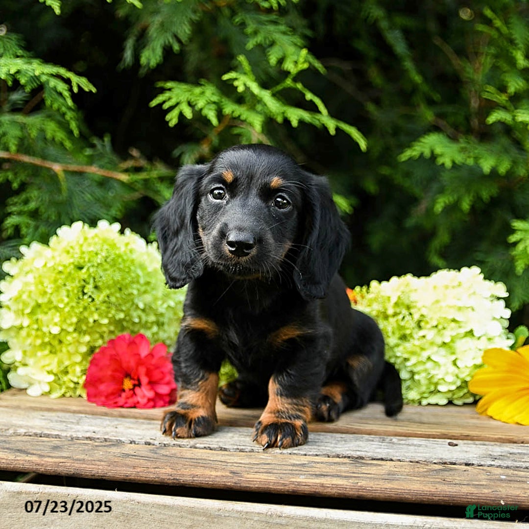 Miniature Dachshund dogs for sale: Espresso - Image 2