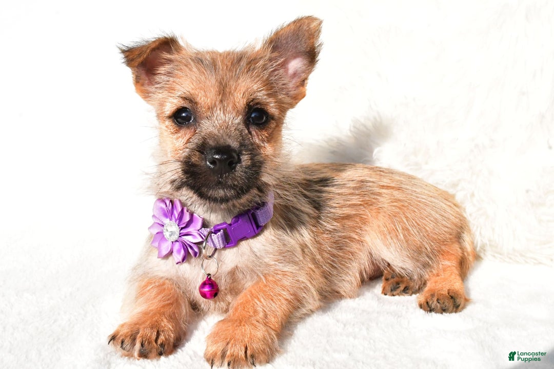 Cairn Terrier dogs for sale: Emmy - Image 1