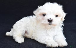 Maltese dogs for sale: Rory - Image 3