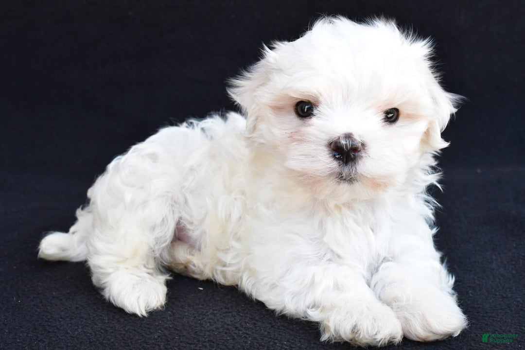 Maltese dogs for sale: Rory - Image 3