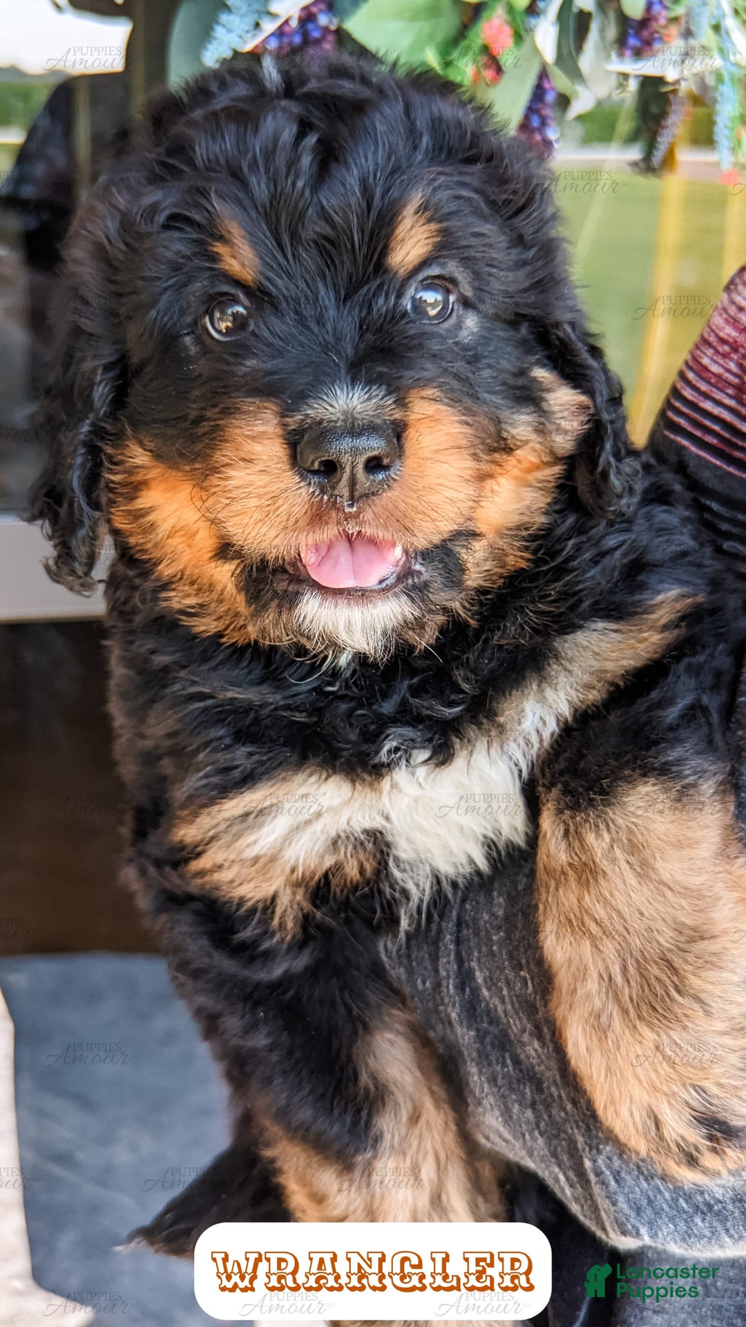 Bernedoodle dogs for sale: Wrangler - Image 15
