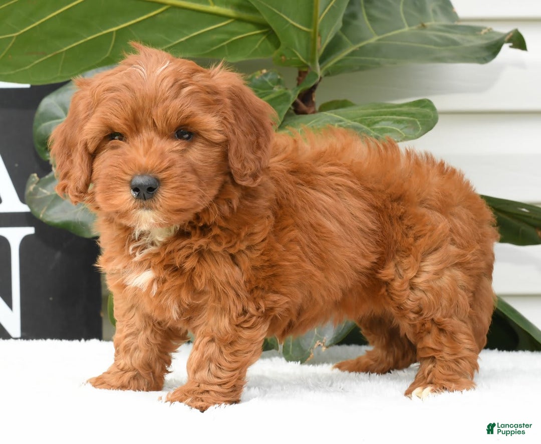 Mini Goldendoodle dogs for sale: Natasha - Image 2