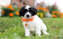 Miniature Poodle dogs for sale: Oreo - Image 16