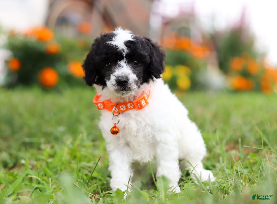 Miniature Poodle dogs for sale: Oreo - Image 16