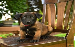 Belgian Malinois dogs for sale: Amber - Image 5
