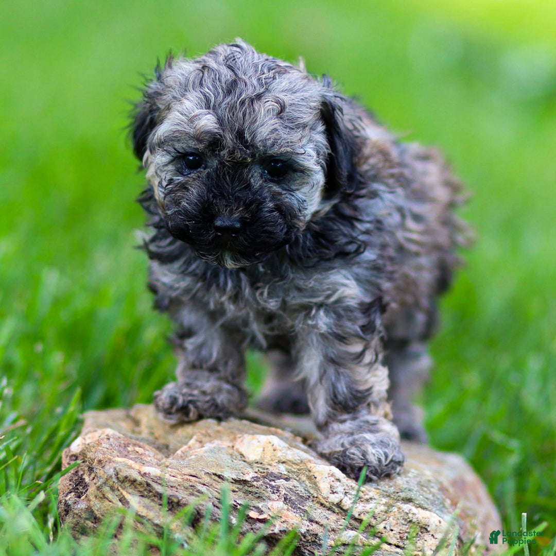 Miniature Poodle dogs for sale: Tori - Image 6