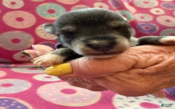 Miniature Schnauzer dogs for sale: Puppy7purple - Image 1