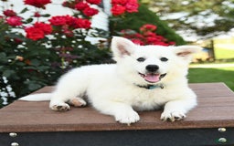 American Eskimo dogs for sale: Mars - Image 3