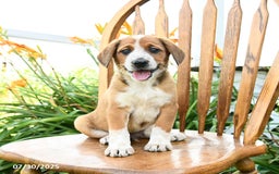 Beagle dogs for sale: Levi - Image 2