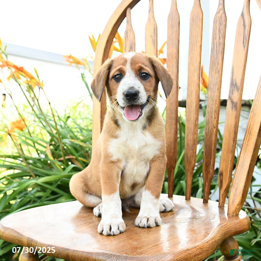 Beagle dogs for sale: Levi - Image 2