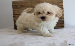 Teddy Bear dogs for sale: Keesha - Image 6