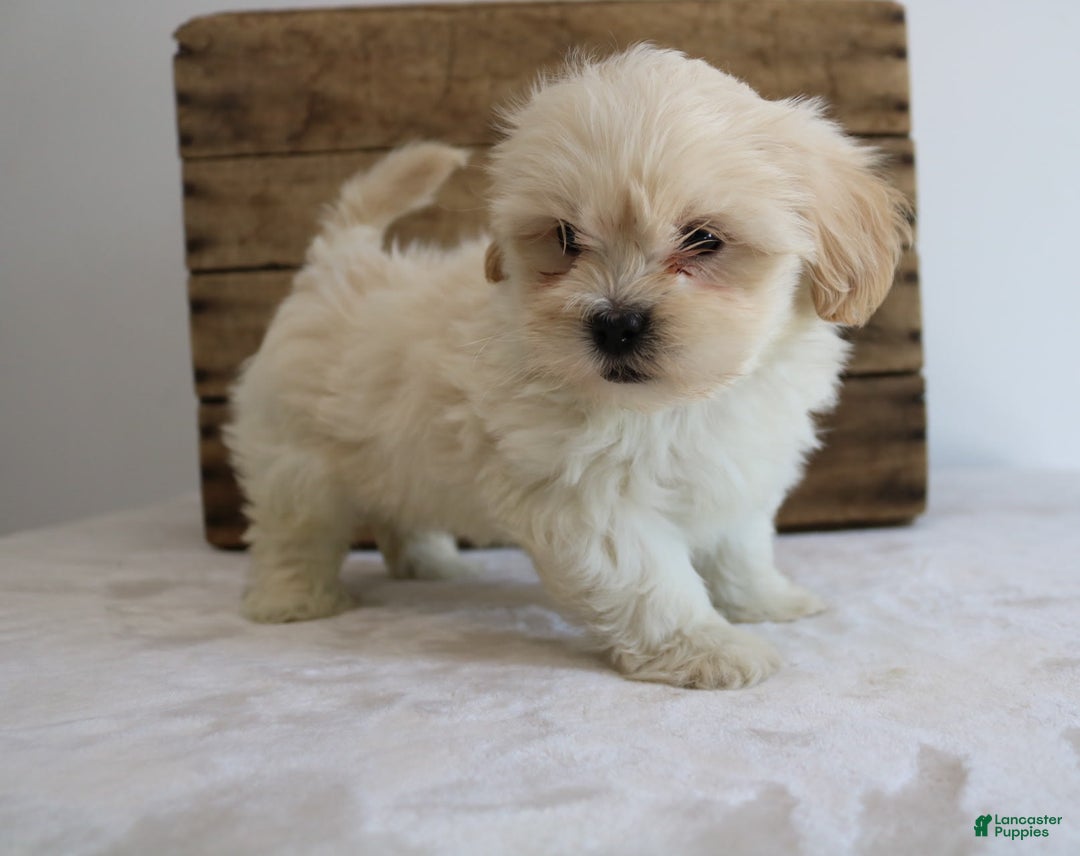 Teddy Bear dogs for sale: Keesha - Image 6