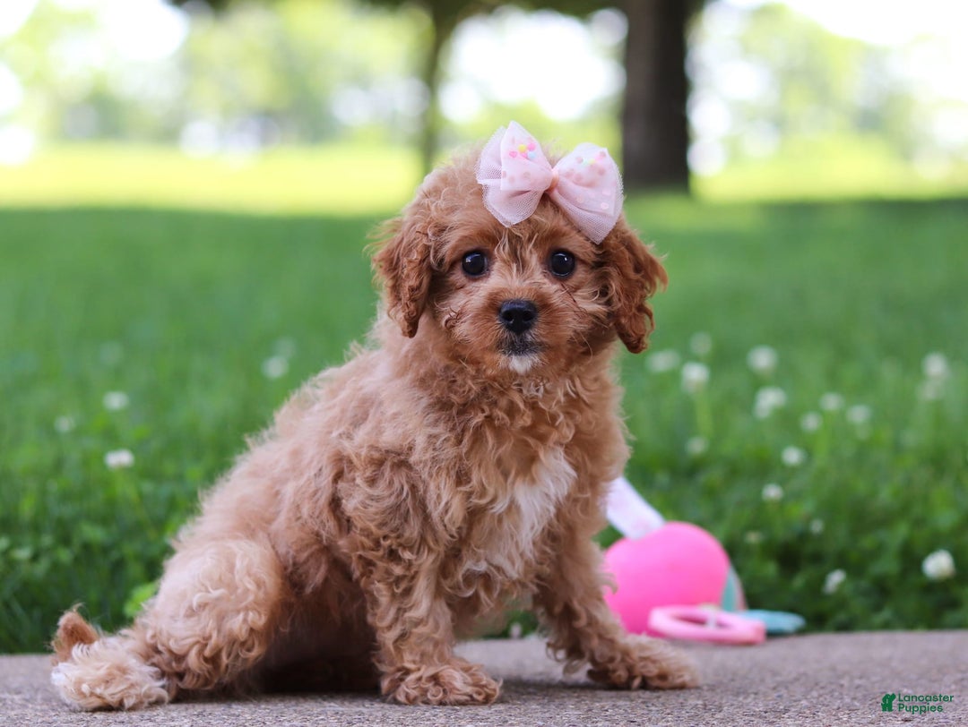 Cavapoo dogs for sale: Joy - Image 5