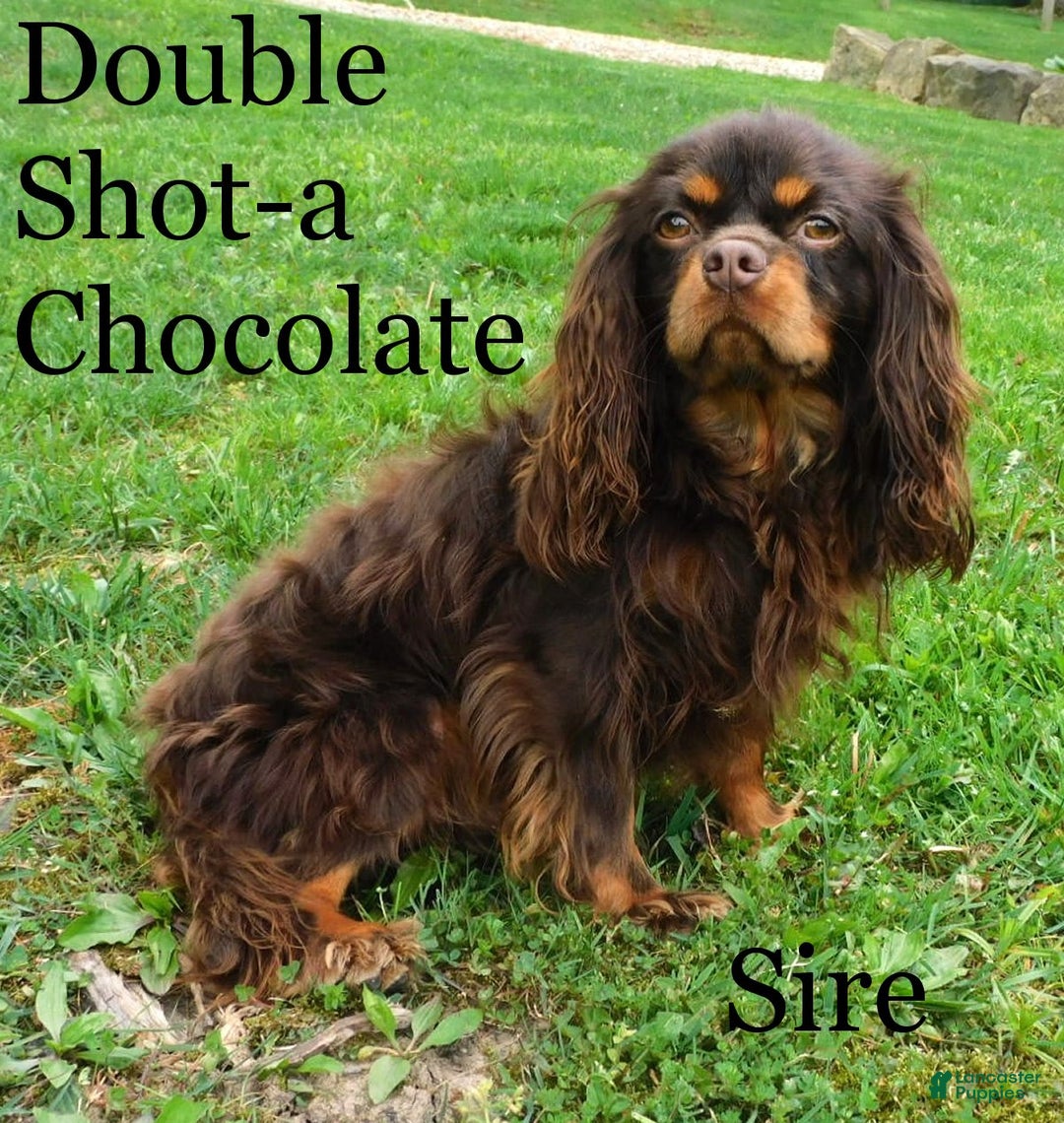 Cavalier King Charles Spaniel dogs for sale: Cooper - Image 11