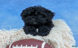 Shihpoo dogs for sale: Kia - Image 24