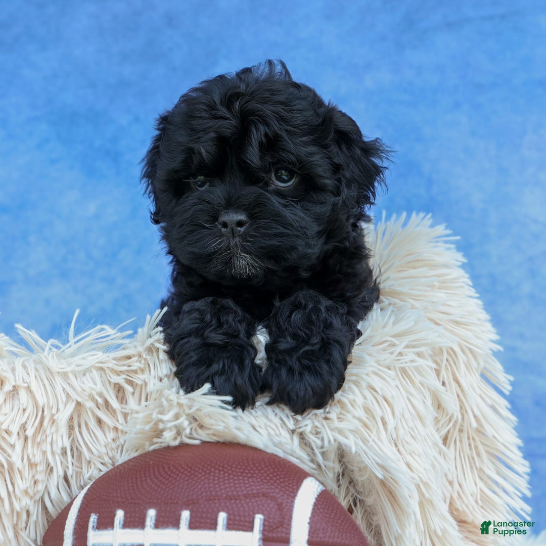 Shihpoo dogs for sale: Kia - Image 24