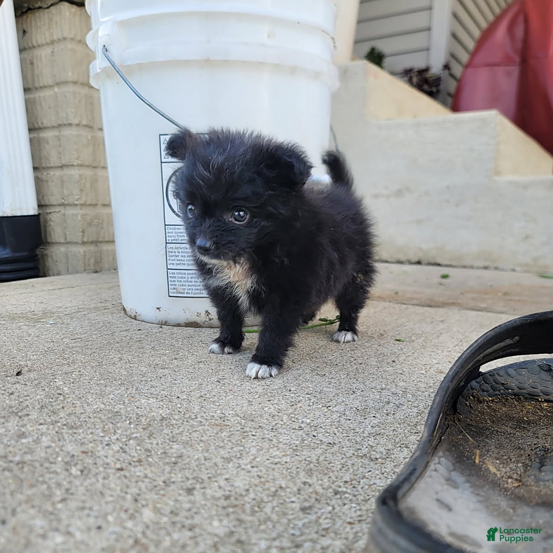 Pomeranian dogs for sale: Oreo - Image 4