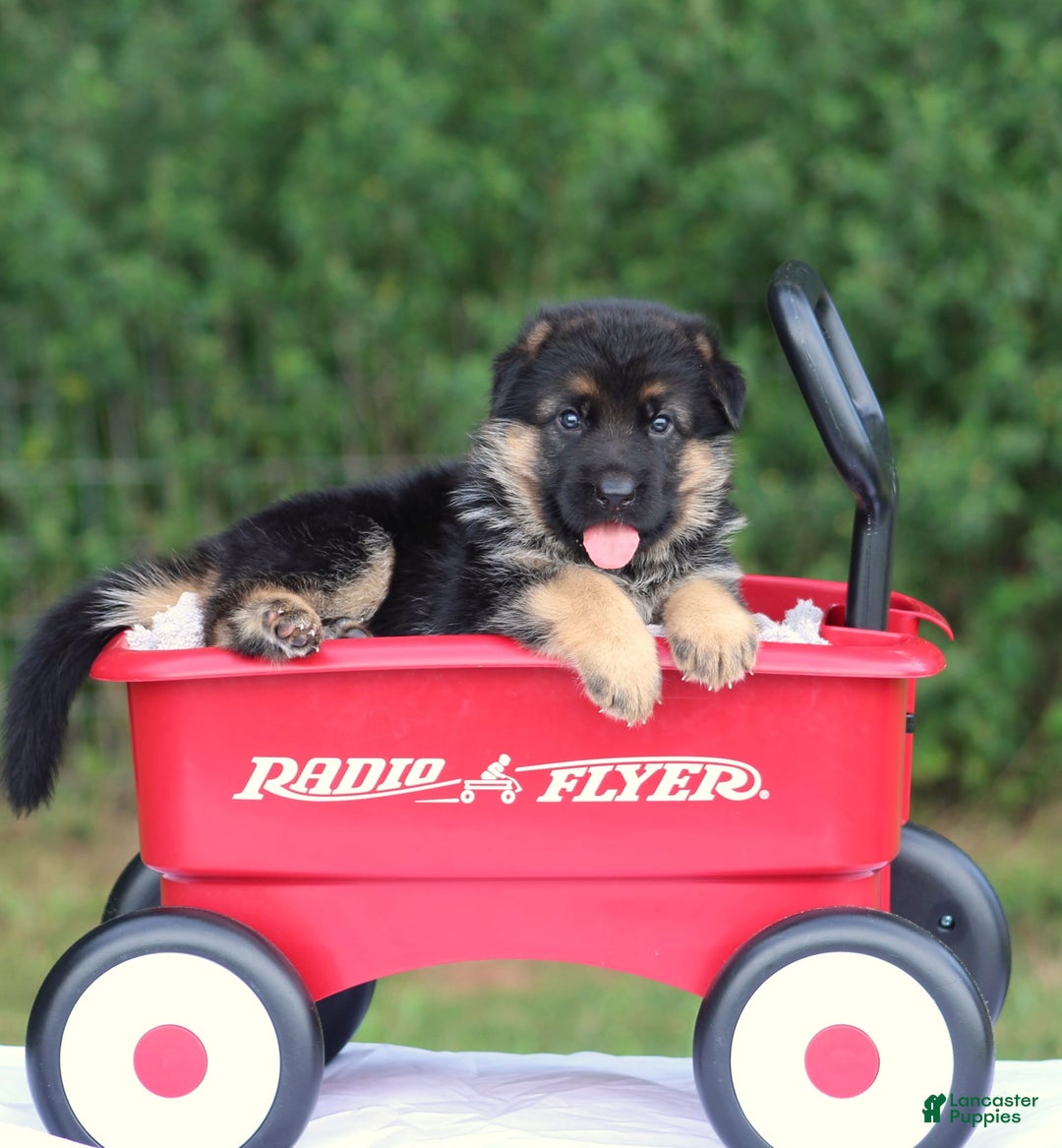 German Shepherd dogs for sale: Jessa - Image 5